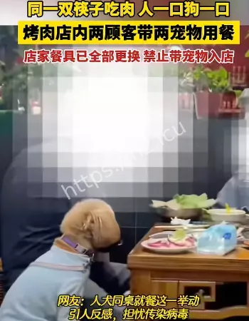 宠物狗上桌就餐